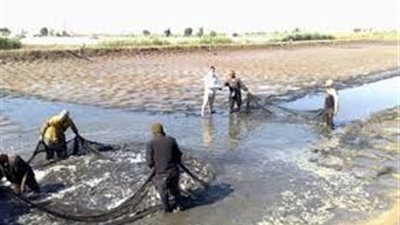 بالأرقام.. نصيب الاستثمارات في قطاع الإنتاج السمكي