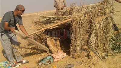 البيئة: دمرنا عشرة أوكار لصائدي الصقور والطيور البرية بالفيوم (صور)