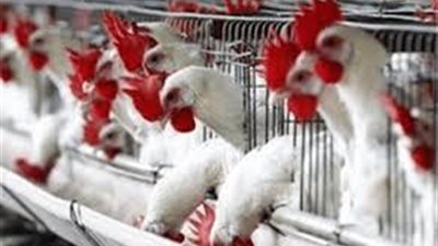 شعبة الدواجن: 18 جنيها سعر الكيلو.. وانخفاض جديد الفترة المقبلة