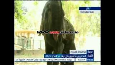 بالفيديو.. الفيلة «كريمة» تقدم عرضا للمشاهدين على الهواء