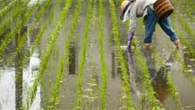 طلب إحاطة بشأن عدم تخصيص مساحات لزراعة الأرز في «أجا»