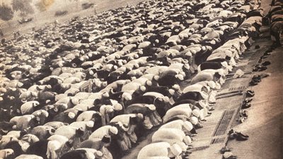 صورة نادرة لصلاة العيد عام 1950