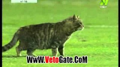 بالفيديو.. «قطة» تقتحم ملعب مباراة حرس الحدود والمصري