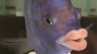 سمكة تمتلك أغرب شفاه تشبه البشر (فيديو)