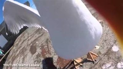 بالفيديو.. طائر النورس يسرق كاميرا ويصور لقطات مذهلة