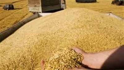«التموين»: أرصدة القمح الاستراتيجية كافية لإنتاج الخبز المدعم