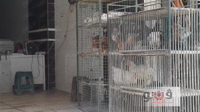انخفاض أسعار الدواجن اليوم.. وكيلو البلدي بـ30 جنيها