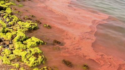 بالصور.. موت الطحالب يتسبب في تغير لون مياه البحر الأحمر