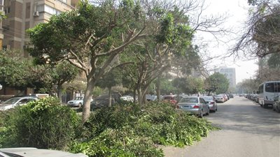 بالصور.. تقليم الأشجار بشارع «نهرو» في مصر الجديدة