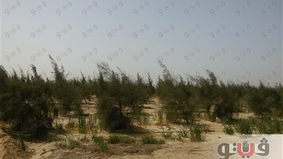 بالصور.. مزارعو القمح بقنا يطالبون بتيسير إجراءات تسلم المحصول