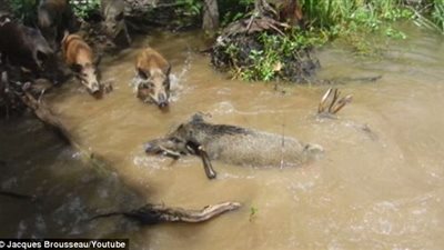 بالفيديو والصور.. السياح يجذبون خنزير بالطعام لتقديمه فريسة لـ«تمساح»