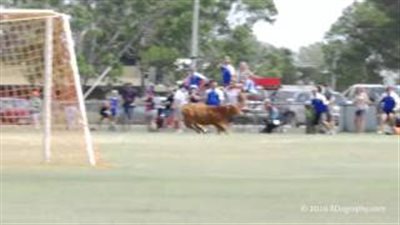 بالفيديو..«بقرة» تقتحم ملعبا لكرة القدم في أستراليا