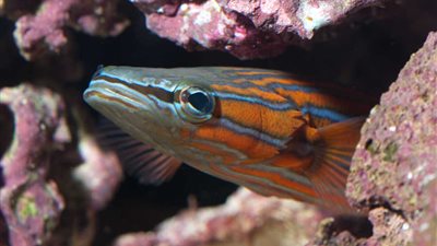 السدود البلقان تهدد الأنواع النادرة من الأسماك في أوروبا