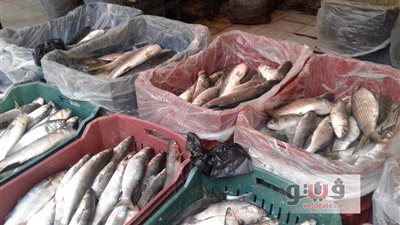 ارتفاع أسعار الأسماك بشمال سيناء والدنيس يسجل 100 جنيه