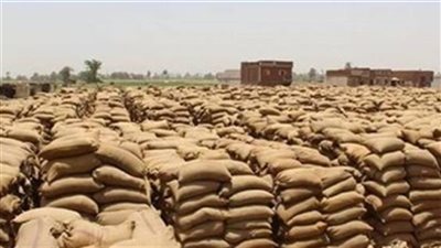 توريد 60 ألف طن قمح لشون وصوامع البحيرة