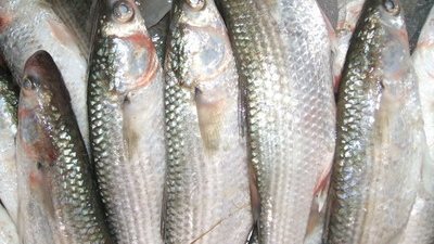 البوري يسجل 58 جنيهًا بشمال سيناء