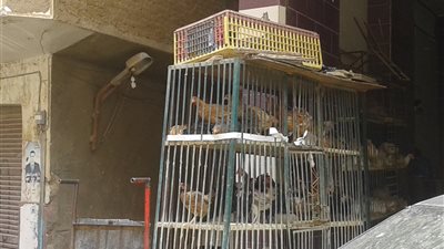 انخفاض ملحوظ في أسعار الدواجن بالأسواق