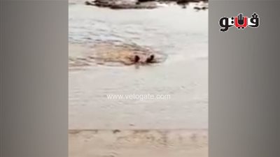 إنقاذ فتاة من الغرق في مجرى السيل بوادي العريش (فيديو)