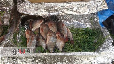 انخفاض أسعار الأسماك بالجيزة والبلطي يسجل 27 جنيها