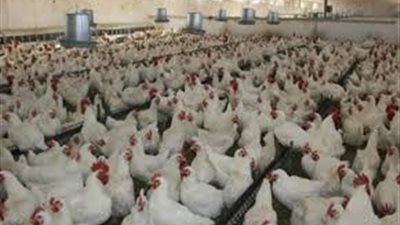 «الثروة الداجنة» تحذر من تخزين السلع الغذائية قبل رمضان