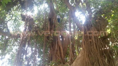 بالفيديو والصور.. سباق بين طفلين على تسلق جبلاية بحديقة الأسماك