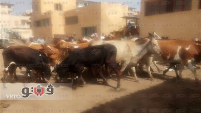بالصور.. حملة لمطاردة الأبقار في شوارع جمصة بالدقهلية