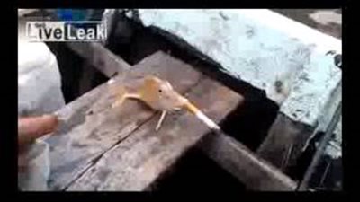 بالفيديو.. سمكة تدخن سيجارة