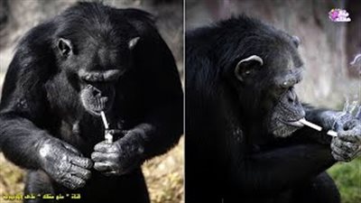 بالفيديو.. 10 حيوانات تعاني من الإدمان كالبشر
