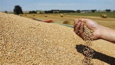 صرف 3.5 ملايين جنيه لمزارعي القمح في الوادي الجديد