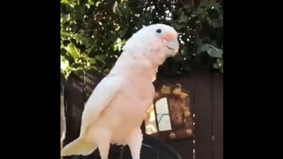 الطائر الراقص.. ببغاء يقدم وصلة رقص على أنغام الموسيقى (فيديو)