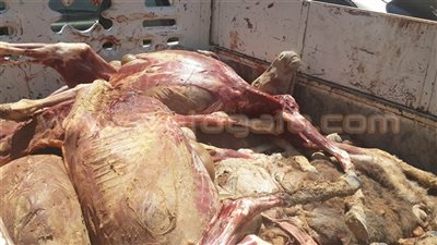 غلق مطعم شهير يقدم لحوم الحمير في حدائق الأهرام