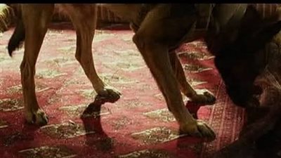 كلب يتحول إلى بطل في أمريكا بعد إصابته خلال مطاردة البغدادي