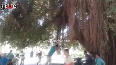 بالفيديو.. أطفال يتحولون إلى «طرزان» على أشجار حديقة الأسماك