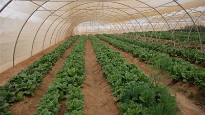 الوادي الجديد تخصص 10 أفدنة لإقامة 40 صوبة زراعية للشباب