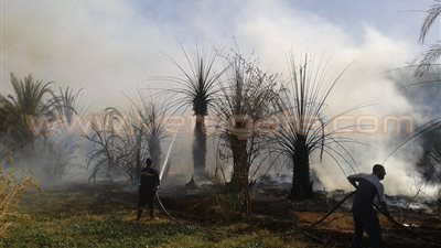 محافظ الوادي الجديد: إجراءات رادعة للمتسببين في حرائق النخيل