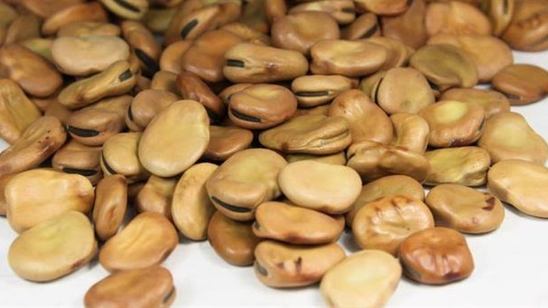  الفول - ارشيفية