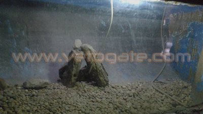 بالصور.. جنينة الزمالك خالية من «الأسماك» ثالث أيام العيد