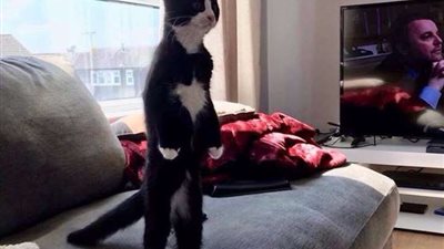 قطة تقف على ساقيها الخلفيتين كالإنسان تثير سخرية مواقع التواصل (صور)