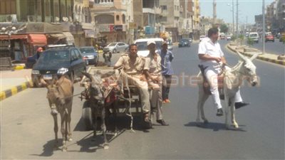 بالصور.. انتشار الخيول والحمير في شوارع الغردقة