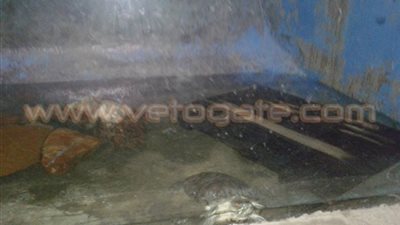 بالفيديو والصور.. 5 مشاهد في احتفالات ثالث أيام العيد.. عبارات الغرام تشوه حديقة الأسماك.. شاب يتسلق الأشجار على طريقة «طرزان».. الدعاية الانتخابية تغزو شوارع الدقهلية.. والازدحام يضرب الشوا