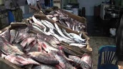 شعبة الأسماك: انخفاض أسعار البلطي والبوري الأسبوع المقبل