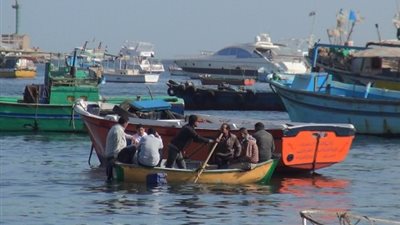 «صيادين الإسكندرية»: رفع رسوم تصدير الأسماك ليس الحل الوحيد