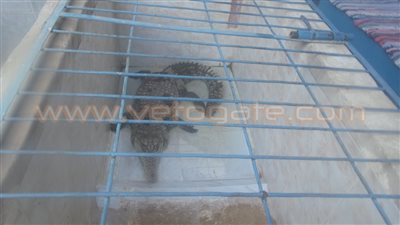 بالفيديو.. حدائق التماسيح بأسوان «في بيتنا وحش»..الأهالي يربونها بمنازلهم وعرضها للسياح.. بحيرة ناصر مصدر صيدها..الأسماك والكبدة المستوردة غذاؤها الرئيسي..تحنيطها ووضعها على واجهات البيوت لط