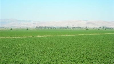 3 عقود للنهوض بإنتاجية الأرز والقطن بالبحث العلمي