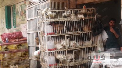 تراجع ملحوظ في أسعار الدواجن.. اليوم