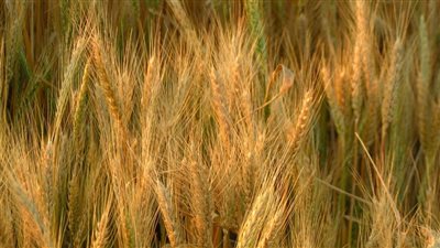 عز الدين: مصر تستورد القمح بضمانات أمريكية