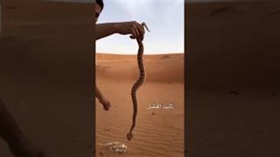 لحظة قتل شاب أفعى في ثوانٍ دون استخدام أدوات (فيديو)