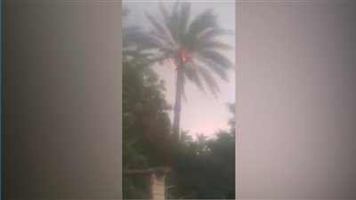 صاعقة رعدية تشعل النيران في نخلة بالشرقية (فيديو)