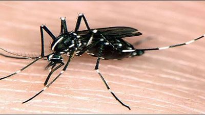 حقيقة تفشي حمى الضنك داخل مدن البحر الأحمر