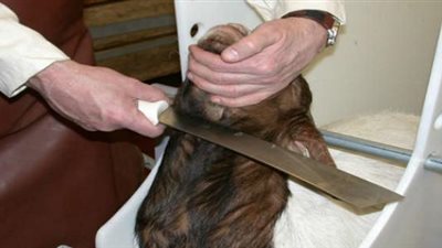 «كهربة وتخدير الحيوانات» قبل الذبح حلال بأمر الشرع «تقرير»